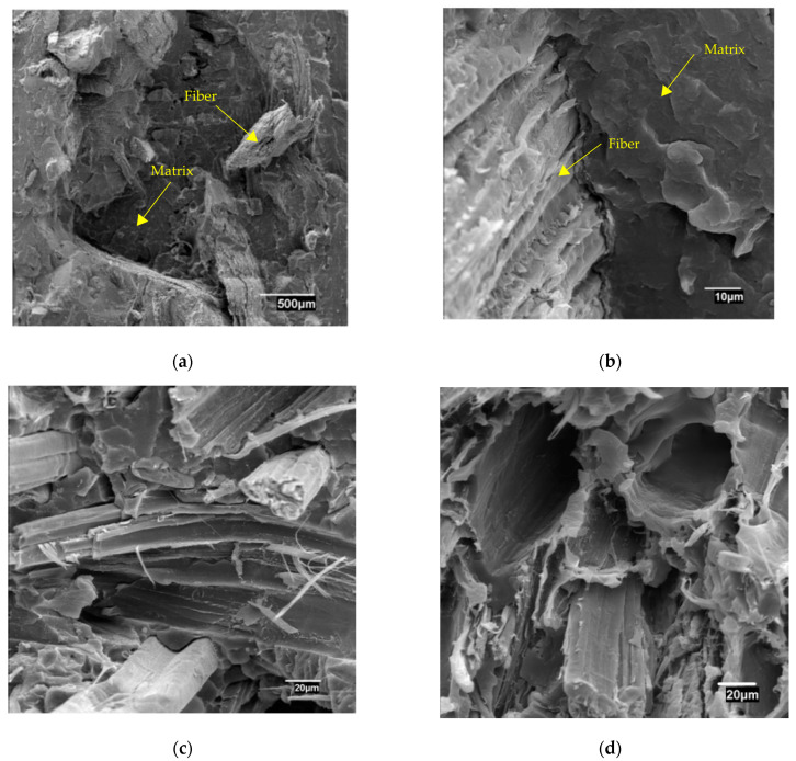 SEM micrographs of the fracture section of specimens with 40 wt% of HS; (a,b) added 8 wt% of MAPP coupling agent; (c,d) added 4% of MAPP coupling agent.