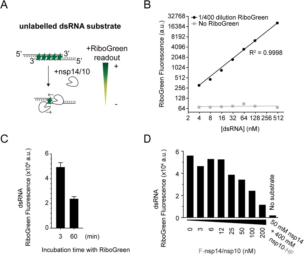 RiboGreen assay for nsp14/10 exoribonuclease activityA. Reaction scheme for exonuclease activity detected by RiboGreen fluorescence. B. Titration of the Cy5-dsRNA substrate incubated with RiboGreen and detected by microplate reader. C. Cy5-dsRNA substrate was incubated with RiboGreen for 3 min or 60 min prior to fluorescence detection. Error bars represent standard deviation from the mean. D. Exonuclease reactions from Figure 1F. 30 min reactions with titration of the co-expressed nsp14/10 complex and 50 nM of Cy5-substrate and comparison to 50 nM nsp14 + 400 nM nsp10, followed by RiboGreen incubation.