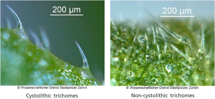 Examples of non‐glandular trichomes, cystolith (left), and non‐cystolith (right). Microscopic view with magnification 40. From Wissenschaftlicher Dienst, Stadtpolizei Zürich, Switzerland, with permission.