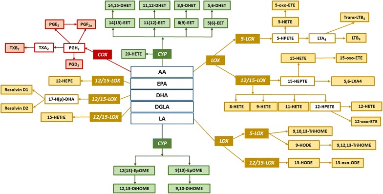 Molecules included in the study organized in biosynthetic pathways of oxylipins in humans and coloured according to main types of enzymes involved in their synthesis from fatty acid precursors: CYP (green), COX (red) and LOX (yellow); in white compounds that were not analysed in this project; AA arachidonic acid, LA linoleic acid, DHA docosahexaenoic acid, EPA eicosapentaenoic acid, GLA gamma-linolenic acid. For the simplicity of the visualization not all reactions were included in the picture. With colour background are marked compounds analysed within this study. Pathways are based on KEGG (http://www.genome.jp/kegg/) and BioCyc (http://www.biocyc.com/) databases