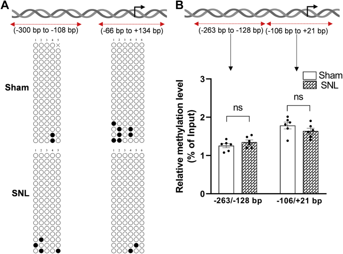 Nerve injury does not alter the DNA methylation level at the rat Cnr2 promoter in the DRG.A, bisulfite sequencing PCR (BSP) analysis of the Cnr2 promoter using DNA obtained from the L5 and L6 DRG of sham and SNL rats 21 days after surgery. The rat Cnr2 promoter, TSS (black arrowhead), and the PCR amplified regions (-300 bp to -108 bp and -66 bp to +134 bp) are schematically represented at the top. Open circles at the bottom scheme represent unmethylated CpG sites, and filled circles represent methylated CpG dinucleotides within the cloned regions at the Cnr2 promoter. Each row represents the CpG methylation in a clone (n = 3 independent experiments with a total of 18 clones sequenced in each group). B, MeDIP-qPCR analysis of the enrichment of 5-mC at the respective Cnr2 promoter region in the DRG of sham and SNL rats 21 days after surgery (the percentage of 5-mC enrichment relative to the input in each group; n = 6 independent experiments per group; DRG tissues from three rats were pooled as one sample). Data are expressed as means ± SEM (ns, not significantly different; Mann-Whitney U test). DRG, dorsal root ganglion; MeDIP-qPCR, methylated DNA immunoprecipitation–quantitative PCR; SNL, spinal nerve ligation; TSS, transcription start site.