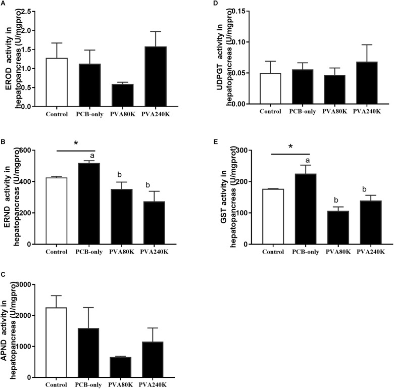 Effects of the vitamin A on the Aroclor 1254-mediated activities of phase I detoxication enzymes: ethoxyresorufin-O-deethylas (EROD) (A), erythromycin N-demethylase (ERND) (B), aminopyrine N-demethylase (APND) (C) and phase II detoxication enzymes, uridine 5′-diphospho-glucur-onosyltransferase (UDPGT) (D) and glutathione S-transferase (GST) (E) of hepatopancreas from three individuals (n = 3); blank bar (diet without PCB), dark bar (diets with PCB). ∗p < 0.05. Data shown as means ± SEM.