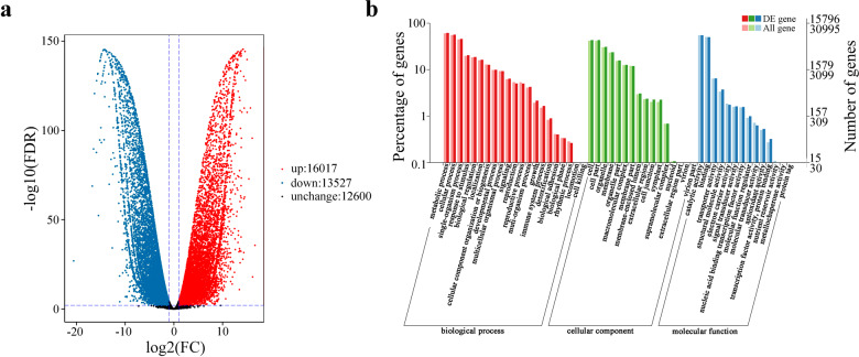 Analysis of differentially expressed genes (DEGs) in “Roufurong” and “High Noon” libraries.a Volcano plot of DEGs. b GO enrichment analysis of DEGs