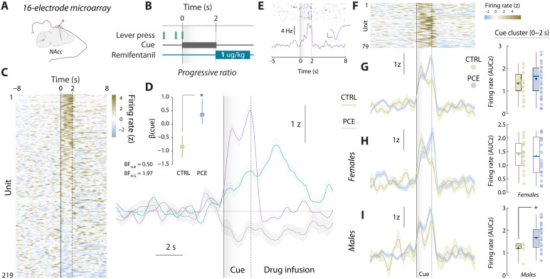 NAc encoding of drug-paired cues during voluntary remifentanil pursuit.(A and B) Schematic representation of chronic multi-electrode microarray NAc implantation and PR operant task structure. (C) Trial-averaged, cue-aligned PSTHs of all NAc units recorded during PR responding. (D) Trial-averaged firing rates from the cue-responding (nCTRL = 23 and nPCE = 56), reward-responding (nCTRL = 23 and nPCE = 39), and lever press-inhibited clusters units (nCTRL = 31 and nPCE = 23). (Inset) Posterior coefficients (β) with credible intervals (vertical lines) of Bayesian logistic regression models evaluating the influence of PCE on the likelihood to find a unit on the cue-responding cluster. Bayes factors (BF) for null and PCE-influenced hypotheses are shown as insets. “*” represents “anecdotic” evidence in favor of the alternative (PCE-influenced) hypothesis. (E) Raster (top) and PSTH (bottom) plot of a representative neuron pertaining to the cue-responding cluster. Inset shows the corresponding waveform (scale bars, 50 μV and 20 ms). (F) Trial-averaged heatmap depicting all neurons’ activity from the cue-responding cluster. (G) (Left) Trial-averaged PSTH of the cue-responding cluster in control and PCE rats. (Right) Average firing rates (AUC) during cue presentation (gray shaded area, 0 to 2 s) from cue-responding units (t77 = 1.36 and P = 0.17). (H and I) (Left) Cue-responding cluster neurons average firing rates from female and male animals. (Right) Average firing rates (AUC) during cue presentation from cue-responding female (t36 = 0.21 and Bonferroni-Dunn-corrected P > 0.99) and male neurons (*t39 = 3.01 and Bonferroni-Dunn-corrected P = 0.018). nCTRL = 23 (16 F and 7 M) and nPCE = 56 (22 F and 34 M). Center line represents the median; the cross illustrates the average; the bounds of the box depict the 25th to 75th percentile interval; and the whiskers represent minima and maxima.