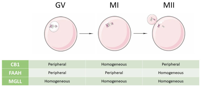 Pattern of expression of CB1 receptor, FAAH, and MGLL enzymes throughout oogenesis. The distribution of CB1, FAAH, and MGLL, studied with immunofluorescent analysis, varies through the different stages of maturation of oocytes. Abbreviations used: CB1: cannabinoid receptor type 1; FAAH: fatty acid amide hydrolase; GV: germinal vesicle; MGLL: monoacylglycerol lipase; MI: meiosis I; MII: meiosis II.
