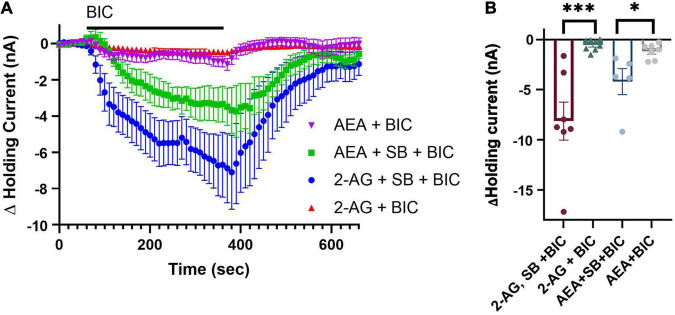 TPRV signaling mediates 2-AG- and AEA-induced depression of tonic inhibition. (A) Co-application of 100 μM 2-AG with 10 μM SB is able to prevent 2-AG-induced depression of tonic inhibition onto the P cell. A total of 10 μM SB was also able to block the 0.1 μM AEA-induced depression of tonic inhibition. (B) In terms of peak current, the 2-AG + SB + BIC group was significantly different from the 2-AG + BIC group while the AEA + SB + BIC group was significantly different from the AEA + BIC group (* indicates p < 0.05; *** indicates p < 0.001). All data is shown as mean ± SE.