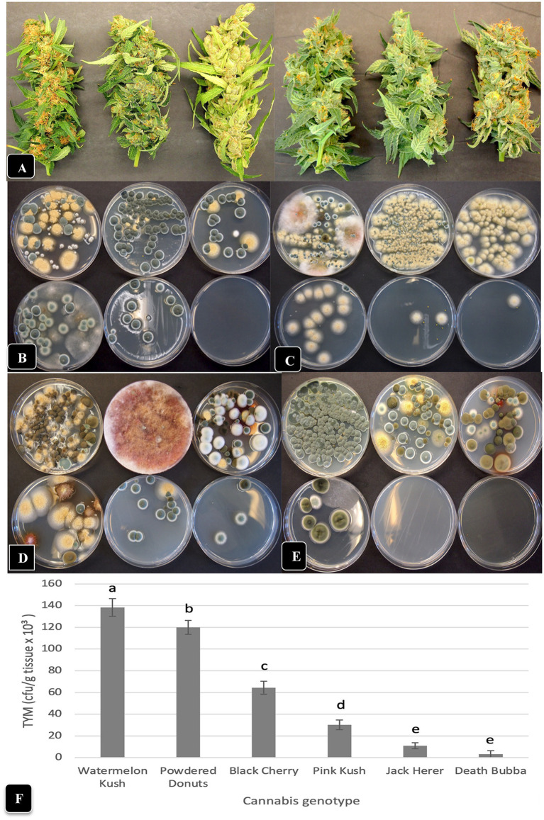 Comparison of TYM in fresh cannabis inflorescences of six different genotypes grown under the same conditions and harvested over a 4-month period (June–September). (A) The appearance of inflorescence samples, going from left to right, are: “Watermelon Kush”, “Powdered Donuts”, “Black Cherry”, “Pink Kush”, “Jack Herer” and “Death Bubba”. (B–E) The number and diversity of colonies of TYM on Petri dishes that correspond to the above genotypes, when sampled in the months of (B) June, (C) July, (D) August and (E) September. The yellow colonies are Aspergillus ochraceus, the blue-green colonies are Penicillium spp., the dark brown colonies are Cladosporium cladosporiodes, and the pinkish-red colonies are Fusarium sporotrichiodes. Photos were taken after 5 days of incubation of Petri dishes at 23°C. Note the very low or complete absence of colonies from inflorescences of “Jack Herer” and “Death Bubba”. (F) Average TYM levels in inflorescences of six cannabis genotypes shown in (A). Data are the means from replicate dishes (n = 16) from the 4 months of sampling. Error bars show 95% confidence intervals and vertical bars with different letters are significantly different from each other according to Tukey’s post-hoc test (p < 0.05).