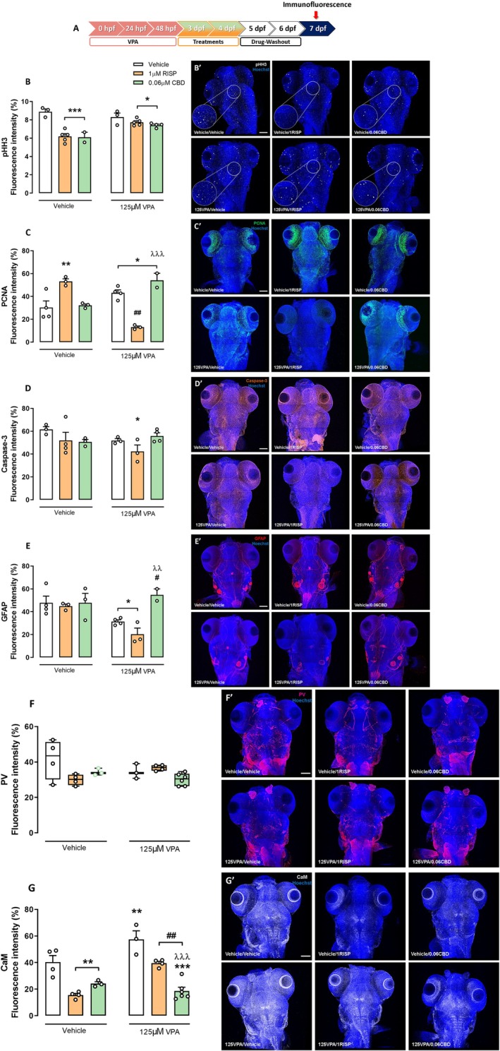 Neurodevelopment markers analyzed 7 days after embryonic VPA exposure in zebrafish treated with vehicle, RISP, or CBD. (A) Timeline of the experiments. (B–G) % of fluorescence intensity (FI) for (B) pHH3, (C) PCNA, (D) Caspase‐3, (E) GFAP, (F) PV, and (G) CaM quantification in the brain of 7 dpf zebrafish larvae exposed to 125 μM VPA during the embryonic period and treated with 1 μM RISP or 0.06 μM CBD concentrations. (B–E and G) Data in triplicate (n = 2–6 larvae/group) expressed as mean ± SEM of percentage of FI (%). Two‐way ANOVA followed by Duncan's post hoc test. *p < 0.05, **p < 0.01, and ***p < 0.001 compared to the vehicle group; # p < 0.05 and ## p < 0.01 compared to the 125 μM VPA/vehicle group; λλ p < 0.01 and λλλ p < 0.001 compared to the 125 μM VPA/1 μM RISP group. (F) Data in triplicate (n = 3–6 larvae/group) expressed as median and interquartile ranges of percentage of FI (%). Kruskal–Wallis followed by Dunn's test for multiple comparisons. Representative Z‐stack images‐MOSAIC for (B′) pHH3, (C′) PCNA, (D′) Caspase‐3, (E') GFAP, (F′) PV, and (G') CaM obtained by multiphoton microscopy (40×); scale = 100 μm.