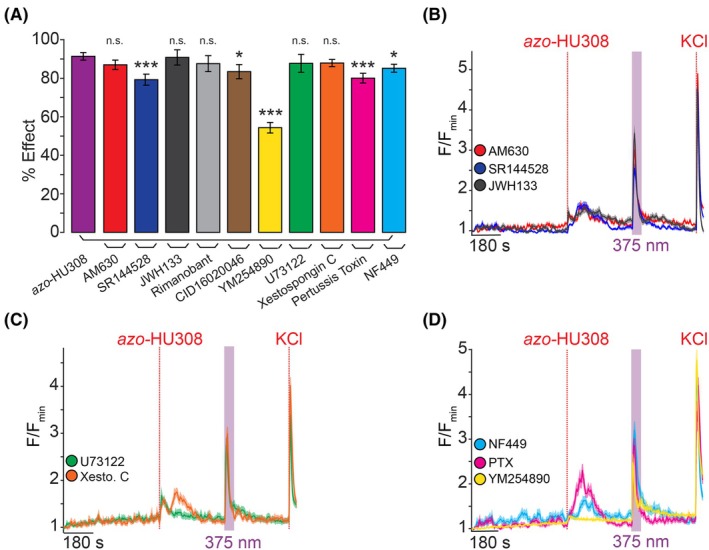 Azo‐HU308's photoswitching effect in INS‐1 cells is not mediated by CB2R or G protein signaling. INS‐1 cells were transfected with R‐GECO and Ca2+ levels recorded by confocal microscopy. Azo‐HU308 (20 μm) and 375 nm light were applied in conjunction with various signaling antagonists. Shown are: (A) Summary bar graph showing that the % Ca2+ effect for azo‐HU308 photoswitching in the presence of CB2R inhibitors AM630 (20 μm; N = 151, T = 3), SR144528 (20 μm; N = 159, T = 3), and JWH133 (32 μm; N = 166, T = 3), which failed to block azo‐HU308's effect. Similar results were observed with the CB1R inhibitor Rimanobant (2 μm; N = 103, T = 2), GPR55 inhibitor CID16020047 (20 μm; N = 104, T = 2), PLC inhibitor U73122 (10 μm; N = 89, T = 2), or the IP3R inhibitor Xestospongin C (1 μm; N = 152, T = 3). Inhibitors for G protein signaling, including Gs‐protein inhibitor NF449 (10 μm; N = 173, T = 3), Gi/o‐protein inhibitor pertussis toxin (100 ng·mL−1; N = 135, T = 4), and Gq/11 protein inhibitor YM524890 (10 μm; N = 120, T = 3) also failed to block azo‐HU308 photoswitching. (B) Averaged Ca2+ traces for CB2R inhibitors AM630 (red), SR144528 (blue), and JWH133 (black). (C) Average traces for U73122 (green) and Xestospongin C (orange). (D) Average Ca2+ traces for G protein inhibitors: Gs‐inhibitor NF449 (cyan), Gi/o‐inhibitor pertussis toxin (magenta) and Gq/11‐inhibitor YM254890 (yellow). Error bars = mean ± SEM. *P < 0.05, **P < 0.01, ***P < 0.001, ns, not significant. Student's t‐test.