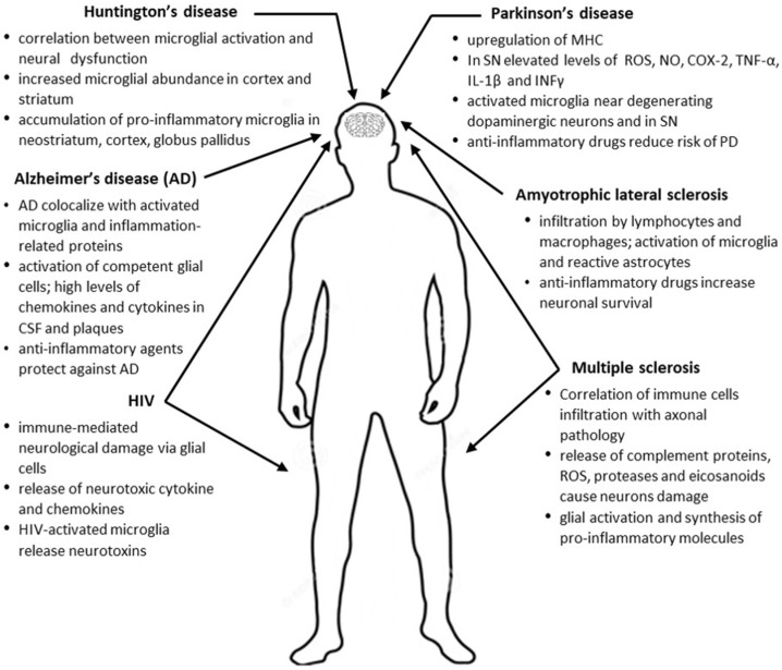 Neurodegenerative disorders and inflammatory diseases of the CNS and inflammatory processes.