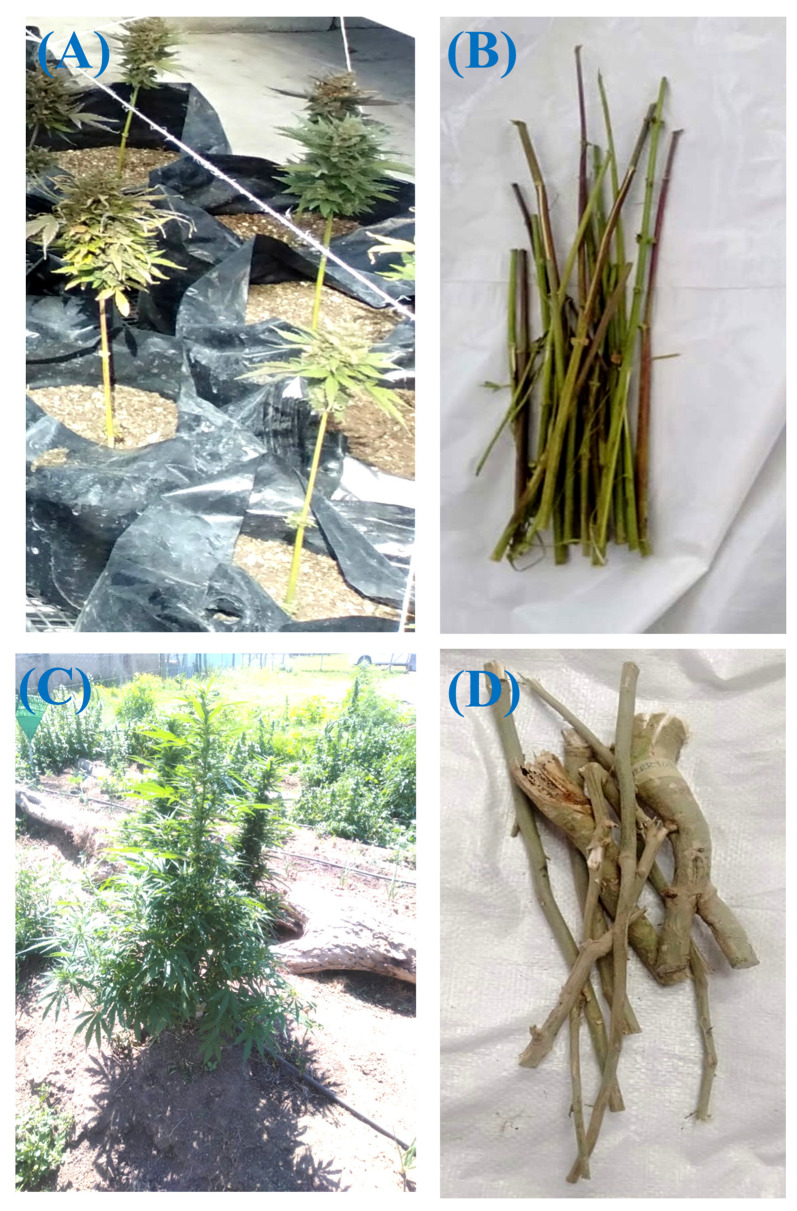 Lifter whole plant (A); fresh Lifter stems (B); Cherrywine whole plant (C); fresh Cherrywine stems (D).