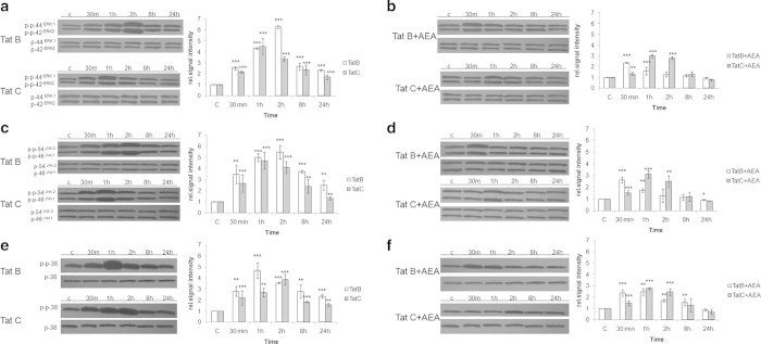 AEA suppresses MAPK phosphorylation in either Tat B or Tat C transfected Müller glia. Tat B transfected (a) Müller glia shows peak phosphorylation of ERK1/2 and JNK, at 2 hours, but at 1 hour in Tat C (b) cells. Peak phosphorylation of p38 occurred at 1 hour in Tat B cells but at 2 hours in Tat C cells (a and b). In AEA exposed cells, peak phosphorylation occurs earlier on transfection with Tat B than in Tat C. Levels of phosphorylation were suppressed in AEA treated cells relative to Tat alone, for both variants. Normalized levels of phosphorylated ERK1/2, JNK, p38 are shown as mean ± S.E (n = 3). Representative blots shown. Representative blots were cropped. Full-length blots are presented in Supplementary Fig. S6. *p < 0.05, **p < 0.01, ***p < 0.001 vs. Control.