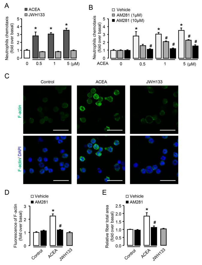 CB1 rather than CB2 mediates the chemotaxis and cytoskeletal remodeling of neutrophils in vitro. Chemotaxis assays were performed by transwell chambers. (A) Neutrophil chemotaxis with ACEA (CB1 agonist) or JWH133 (CB2 agonist) treatment for 2 h. (B) Effect of AM281 (CB1 antagonist) on neutrophil chemotaxis. (C) Representative images of F-actin remodeling with ACEA (1 μM, 2 h) and JWH 133 (1 μM, 2 h) treatment in neutrophils. Scale bars, 20 μm. (D) Quantification of F-actin with or without AM281 (10 μM) in ACEA-treated neutrophils. (E) The total fiber area was qualified by high content analysis in ACEA-treated neutrophils with or without AM281 pretreatment. Data are presented as the mean ± SEM. N = 5 per group. * p < 0.05 vs. control. # p < 0.05 vs. ACEA-treated alone.