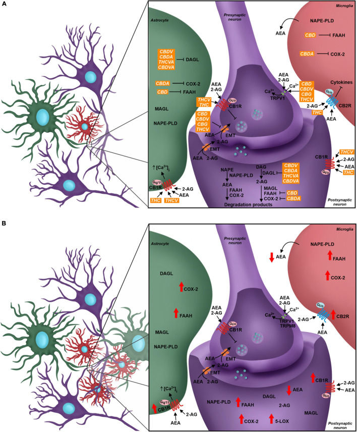 The role of the endocannabinoid system (eCS) in the quadripartite synapse, its modulation by phytocannabinoids and alterations due to Neuropathic Pain. (A) Neurons, astrocytes, and microglial cells have the eCS components, and the endocannabinoid signaling through CB1R and CB2R leads to different outcomes in each cell. The presynaptic neuron expresses CB1R, TRPV1, TRPM8, and the endocannabinoid membrane transporter (EMT). Receptors are targeted by endocannabinoids (AEA and 2-AG). CB1R modulation activates signaling cascades that inhibit Ca2+ intracellular influx, which decreases the fusion of intracellular vesicles with the neuron membrane, changing the neurotransmitter release flow. The postsynaptic neuron also presents, besides the receptors, all the elements of the ECS, such as the AEA and 2-AG synthesis enzymes, respectively NAPE-PLD and DAGL, and the degradation enzymes, FAAH, MAGL, and other enzymes such as COX2. In green: Astrocyte takes part in the synapse and expresses different elements of the eCS such as endocannabinoids’ synthesis and degradation enzymes and cannabinoid receptors, where the activation of CB1R may favor the influx of Ca2+ ions. Microglia expresses components of the eCS; the CB2R expression is higher than CB1R, and its modulation is linked to the production and secretion of different cytokines. Phytocannabinoids modulate the eCS through many targets. THC and THCV are CB1R agonists, while CBD, CBDV, CBG, and THCV are TRPV1 agonists. The EMT transporter is the pharmacological target of the phytocannabinoids CBD, CBDV, CBG, and THCV. The phytocannabinoids also act over enzyme activity - CBD inhibits FAAH, CBDA inhibits COX-2 and CBDV, CBDA, THCVA and CBDVA inhibit DAGL. (B) In the Neuropathic Pain scenario, there is glial reactivity, leading to the increase of astrocyte and microglia next to neurons, especially in the dorsal spinal cord. The eCS is modulated and the levels of expression of your components change. There is a higher expression of CB1R and CB2R in neurons and glial cells. Enzymes such as FAAH, COX-2, and 5-LOX also increase their expression, and in result, there is a decrease of AEA levels and increase of pro-inflammatory mediators. CBD, cannabidiol; THC, tetrahydrocannabinol; CBDV; cannabidivarin; CBDA, cannabidiolic acid; THCVA, tetrahydrocannabivarinic acid; CBDVA, cannabidivarinic acid; THCV, tetrahydrocannabivarin; CBG, cannabigerol.