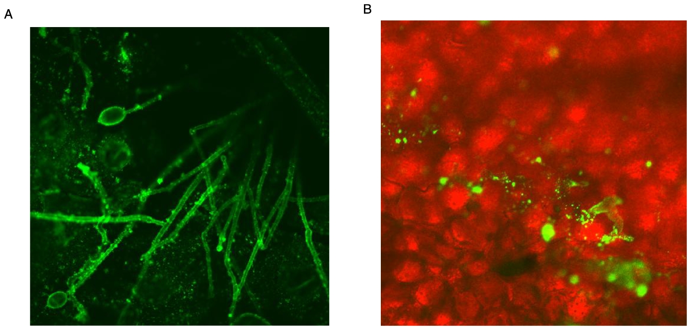 Immunofluorescent detection of hyphae and sporangia of P. infestans.Primary antibodies were prepared to a peptide representing the amino terminus (after signal peptide cleavage) of CBD1. Samples were viewed by confocal microscopy after incubation with FITC labeled secondary antibodies. A) hyphae and sporangia emerging from infected potato leaf tissue B) hyphae along the transition zone between symptomatic (upper right) and asymptomatic (lower left) infected leaf tissue.