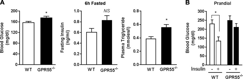 GPR55-deficient mice display elevated circulating blood glucose and plasma triglyceride levels. A) Blood glucose (n = 12 for each group), fasting plasma insulin (n = 5 for each group), and plasma triglyceride (n = 4 for each group) concentrations were determined in WT and GPR55−/− mice held without food for 6 h. B) Prandial blood glucose levels (n = 3 for each group) were measured in WT and GPR55-deficient mice treated with or without insulin (2 mU/g body weight for 10 min). *P < 0.05.