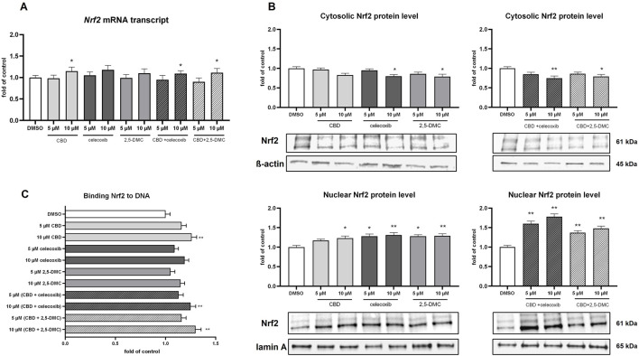 Bar graphs and Western blot images depicting the effects of different treatments (CBD, celecoxib, 2,5-DMC, and combinations) on Nrf2 mRNA transcript levels, cytosolic and nuclear Nrf2 protein levels, and Nrf2 binding to DNA. Each graph shows a fold of control comparison with statistical significance indicated by asterisks. The treatment conditions include various concentrations, and blots show protein bands at specified kilodalton markers.