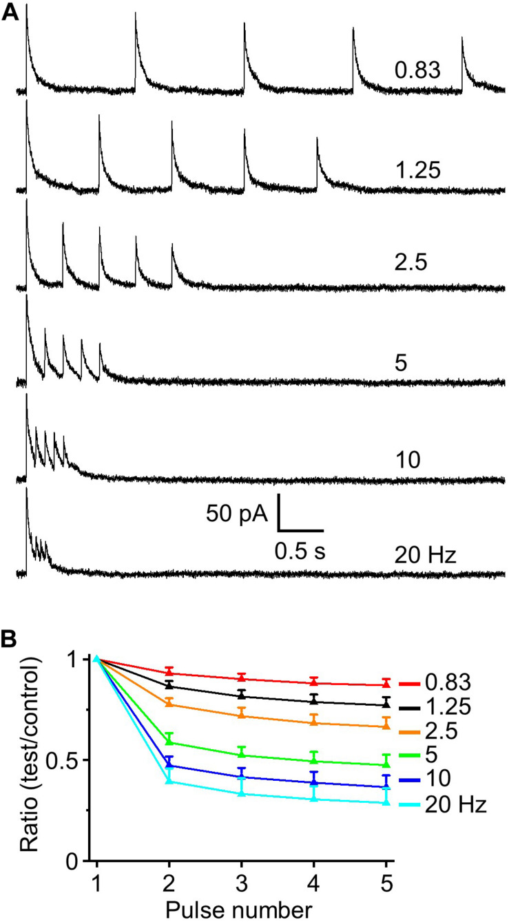 IPSC depression induced by a train of five optical simulations. (A) Example traces of evoked IPSCs at interstimulus frequencies from 0.83 to 20 Hz (0.83, 1.25, 2.5, 5, 10, and 20 Hz). (B) Population data for five-pulse ratio of IPSC peak amplitude of the test pulses 1–4 to the control first pulse (n = 6).