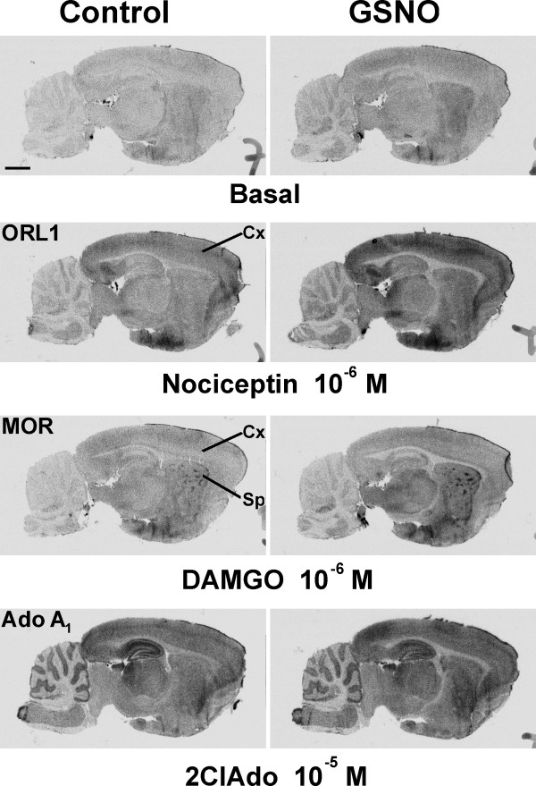 GSNO only marginally affect opiate related receptor (ORL1), μ opioid receptor (MOR) and adenosine A1 (Ado A1) receptors signaling in brain sections. [35S]GTPγS autoradiography was conducted using a 3-step protocol with adenosine deaminase (ADA, 1 U/ml) present throughout steps 2 and 3, as detailed in the Methods section. Where indicated, GSNO (1 mM) was present for 60 min during the GDP loading (step 2). Protease inhibitor cocktail was included in step 2 for brain sections used for testing ORL1 and MOR responses. Receptor agonists nociceptin (ORL1), DAMGO (MOR), and 2-chloroadenosine (2ClAdo) (adenosine A1 receptor) were present at submaximal concentrations during step 3. Note wide distribution of nociceptin-responsive brain regions, including the cerebral cortex (Cx). Note also robust response to DAMGO in the MOR-enriched striatal patches (Sp), as well as the relatively GSNO-resistant, and widely distributed adenosine A1 receptor-dependent signal throughout the sagittal plane. Scale bar = 2 mm. For quantitative data on selected brain regions, see Supplementary Table 2 in additional file 1.