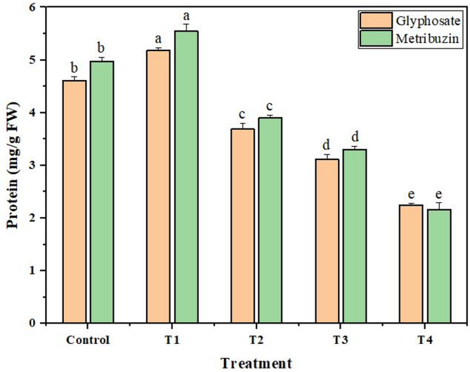 Change in protein content of Cannabis sativa L. after glyphosate and metribuzin treatment. Data represent mean values (± standard error) of three replicates (n = 3). Treatments are as follows: T1 = X/8, T2 = X/4, T3 = X/2, and T4 = X, where X is 2.47 L/ha for glyphosate and 742 g/ha for metribuzin. Different letters above bars indicate statistically significant differences among treatments for each pigment, as determined by one-way ANOVA followed by Duncan’s multiple range test (p ≤ 0.05)
