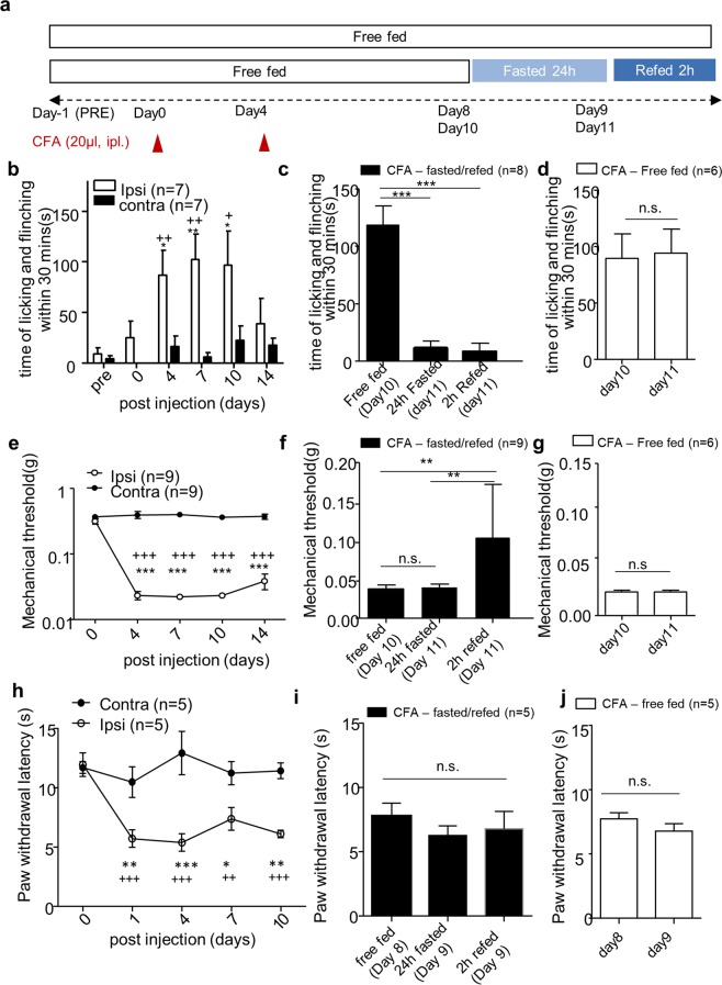 The effect of fasting and refeeding on chronic inflammatory pain behavior. (a) Experimental design and schedule for complete Freund’s adjuvant (CFA)-induced chronic inflammatory pain model. (b) Time course of spontaneous pain behavior following CFA injection; (n = 7). (c,d) The effect of 24 h fasting and 2 h refeeding on CFA-induced spontaneous pain behavior; Free fed (n = 6), Fasted/Refed (n = 8). (e) Time course of mechanical allodynia following CFA injection; (n = 9). (f,g) The effect of 24 h fasting and 2 h refeeding on CFA-induced mechanical allodynia; Free fed (n = 6), Fasted/Refed (n = 9). (h) Time course of thermal hyperalgesia following CFA injection; (n = 5). (i,j) The effect of 24 h fasting and 2 h refeeding on CFA-induced thermal hyperalgesia; Free fed (n = 5), Fasted/Refed (n = 5). Cross denote significance levels in comparison with pre-injection. Artistes denote significance levels in comparison with a contralateral hind paw. Data are presented as mean ± SEM. *p < 0.05, **p < 0.01, ***p < 0.001, +p < 0.05, ++p < 0.01, ++p < 0.001 (b,e,h two-way ANOVA followed by Bonferroni, (c,f,i) repeated measures ANOVA followed by Bonferroni, (d,g,j paired t-test, two-tailed).