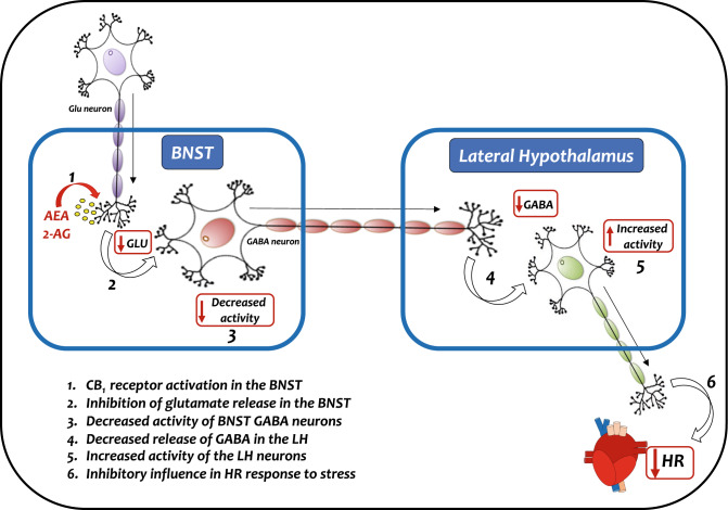 Schematic representation illustrating the proposed mechanism of interaction between BNST endocannabinoid neurotransmission acting via local CB1 receptor and GABAergic neurotransmission within the LH in the control of tachycardiac response during aversive threats. Activation of CB1 receptor in the BNST present in glutamatergic terminals (1) inhibits the local release of glutamate (2), which in turn decreases the activity of BNST GABA neurons (3) and, consequently, the release of GABA in the HL (4). The decreased GABA release increase activity of local HL neurons (5), which cause an inhibitory influence in HR increase during stresstul events (6) (please, see the text for details). 2-AG 2-arachidonoylglycerol, AEA anandamide, BNST bed nucleus of the stria terminalis. Glu glutamate, HR heart rate.