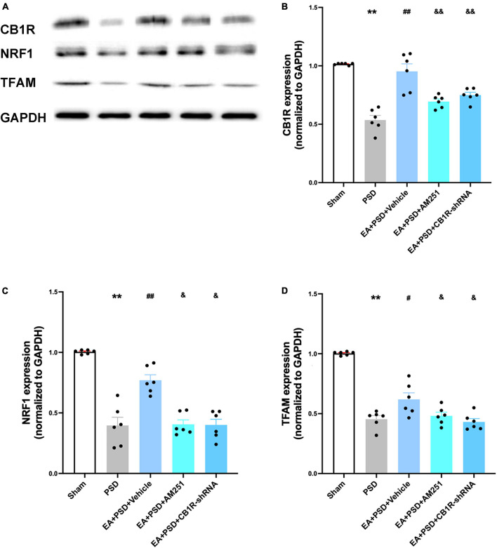 The increased CB1R and mitochondrial biogenesis proteins induced by EA treatment were abolished by AM251 and CB1R-shRNA supplementation. (A) Representative images of western blots of the CB1R, NRF-1 and TFAM proteins. (B) Quantitative analysis of CB1R protein in hippocamps. (C,D) The level of NRF-1 (C) and TFAM (D) expressed in the hippocampus (n =6 per group, *P < 0.05, **P < 0.01 vs. the sham group, #P < 0.05, ##P < 0.01 vs. the PSD group, &P < 0.05, &&P < 0.01 vs. the EA group).