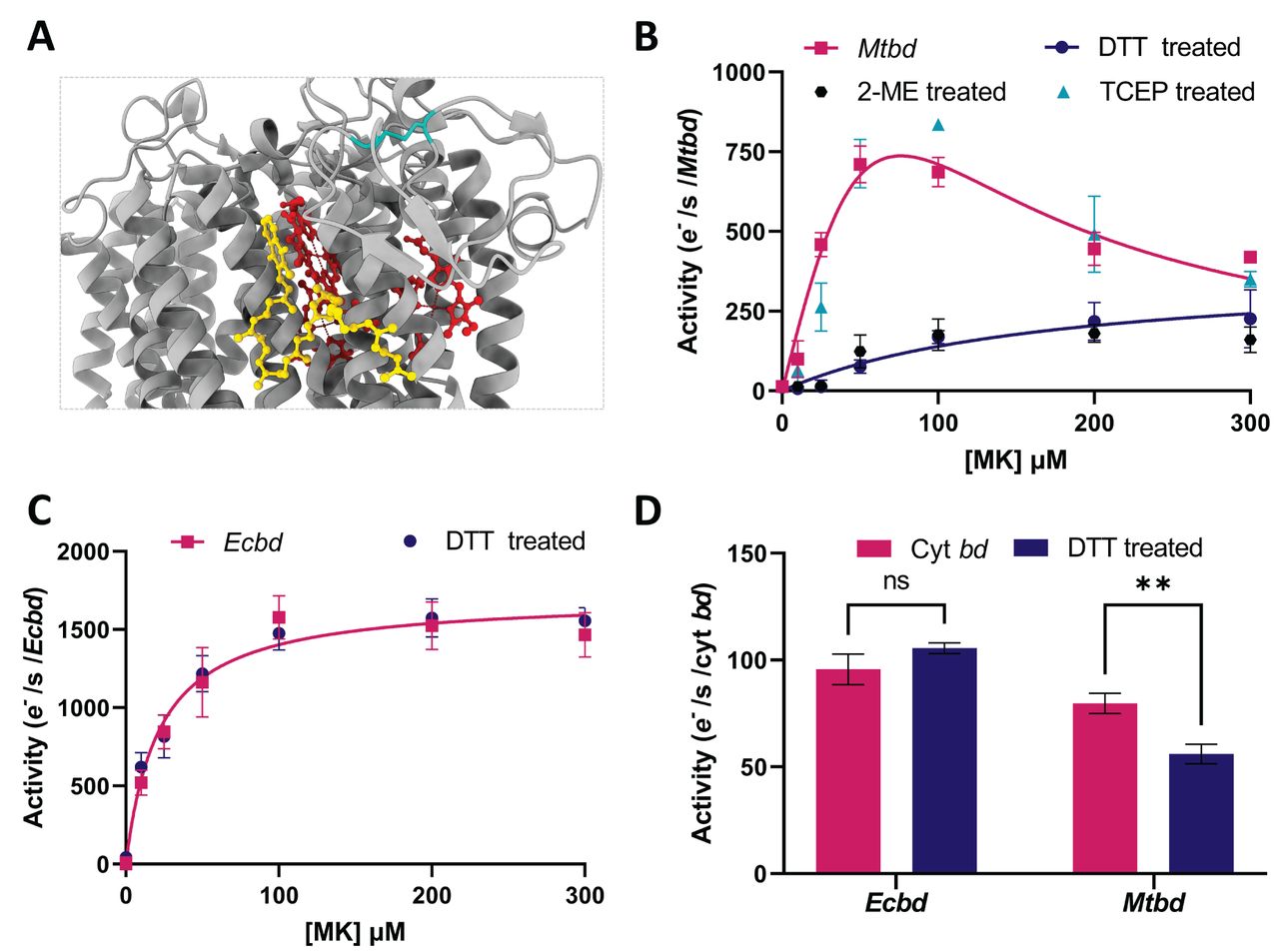 Mtbd regulation by the Q-loop disulfide bond.(A) Cryo-EM structure of Mtbd (PDB: 7NKZ) with heme groups (red) MK-9 (yellow) and unique Q-loop disulfide bond (blue). The structure was analyzed using ChimeraX34 (B) Mtbd MK-1 kinetics in detergent micelles before and after treatment with TCEP, DTT, or 2-ME. Significant inhibition of oxidase activity is observed after DTT or 2-ME treatment. (C) Ecbd MK-1 kinetics in detergent micelles before and after DTT treatment. No difference is observed. (D) Oxidase activity of proteoliposomes containing Mtbd (0.25% MK-9) or Ecbd (1% MK-9) before and after DTT treatment. ** p<0.01