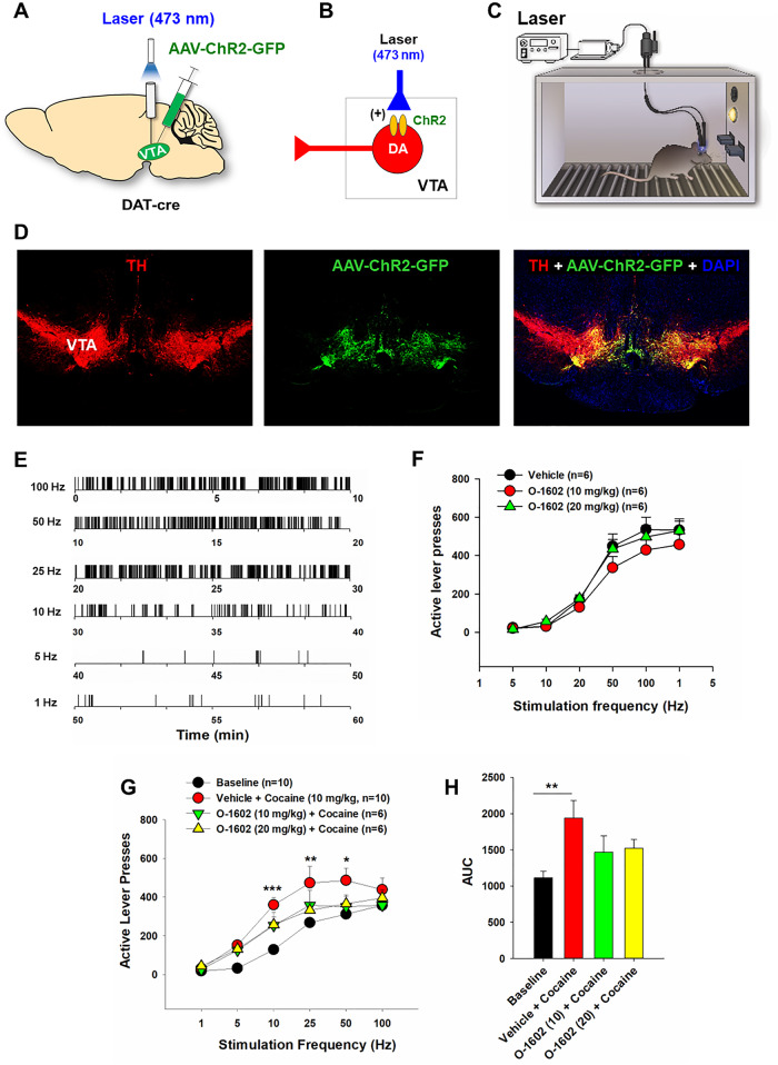 Effects of O-1602 on DA-dependent optical intracranial self-stimulation (oICSS) in DAT-Cre mice.A A schematic diagram of the AAV-ChR2-GFP microinjection and intracranial optical fiber implantation within the VTA. B A diagram showing AAV-ChR2-GFP expression in VTA DA neurons, which can be activated by 473 nm laser stimulation. C A diagram of the setup of the oICSS experiment. D Representative immunostaining images in a midbrain slice, indicating the colocalization of AAV-ChR2-GFP and TH in the VTA DA neurons. E Representative lever responding to different frequencies of laser stimulation in a single session from a single mouse. F Systemic administration of O-1602 failed to significantly alter DA-dependent oICSS behavior. G, H Systemic administration of O-1602 dose-dependently attenuated cocaine-enhanced oICSS in DAT-Cre mice.