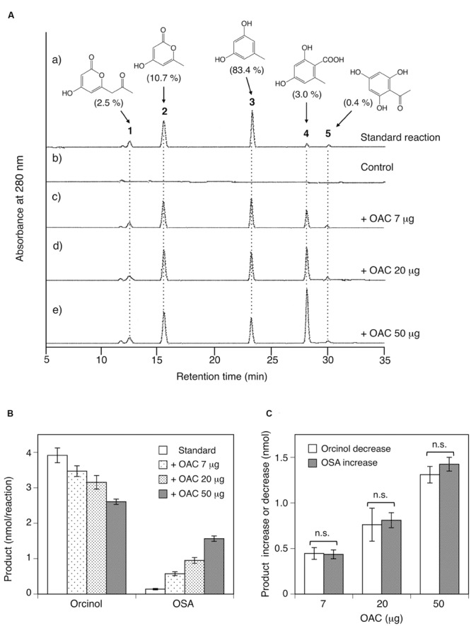 Analysis of reaction products afforded by the recombinant ORS from acetyl-CoA and malonyl-CoA. (A) HPLC elution profiles of (a) the standard reaction using 20 μg of ORS, (b) the control reaction with heat-denatured ORS, and (c–e) the reactions using 20 μg (∼0.42 nmol) of ORS, along with 7, 20, or 50 μg (∼0.58, 1.7, and 4.2 nmol) of C. sativa OAC, respectively. The percentages of each product under standard assay conditions are shown in the parentheses. Note that each product has different molar extinction coefficients, and thus the peak intensities are not equal to the product percentages in the parentheses. (B) Orcinol and OSA product amounts from reactions without or with the indicated amounts of C. sativa OAC. Data are means ± SD of triplicate determinations. (C) OAC-dependent orcinol decrease and OSA increase, as compared with the product amounts under standard assay conditions. Data are means ± SD of triplicate determinations. n.s., not significant by Student’s t-test (P > 0.05).