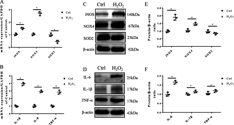 H2O2 induces high levels of oxidative stress in NPCs. A RT-qPCR results of the oxidative stress factors iNOS, SOD2 and NOX4 (*p < 0.05). B RT-qPCR results of the inflammatory cytokines IL-1β, IL-6, and TNF-α (*p < 0.05). C Western blot results for iNOS, SOD2, and NOX4. D Western blot results for IL-1β, IL-6, and TNF-α. E Quantitative analysis of Western blot for iNOS, SOD2, NOX4 (*p < 0.05). F Quantitative analysis of Western blot for IL-1β, IL-6, TNF- α (*p < 0.05). (n = 3 Independent experiments)