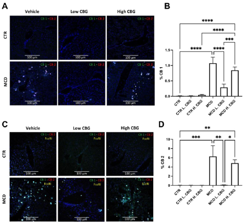 Evaluation of CB receptors with FcεR1 co-localization in liver frozen sections. Immunofluorescence staining of frozen liver sections for CB1 andCB2 (A, 20×), illustrating CB1 in green and CB2 in red. Then, the expression of FcεRI was overlayed to assess co-localization (C). % CB1 (B) and CB2 (D) were quantifies using imageJ software. * p < 0.05, ** p < 0.01, *** p < 0.001, **** p < 0.0001.