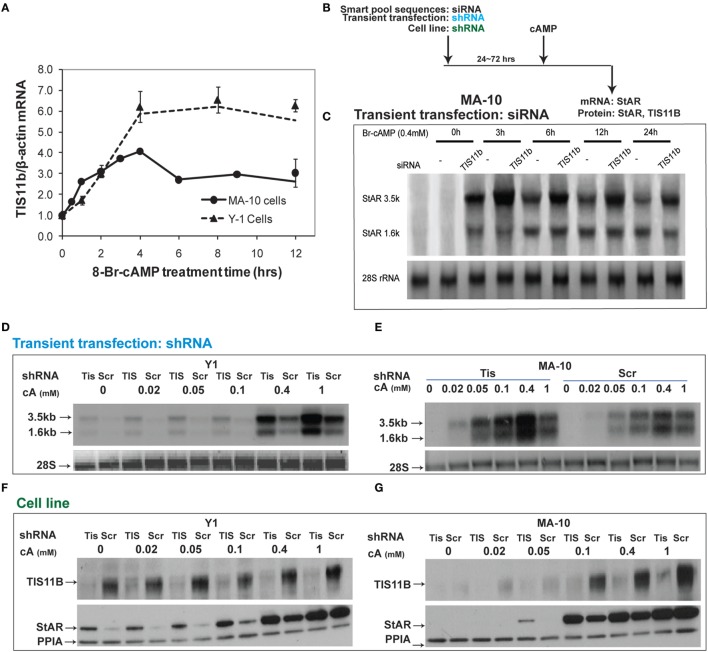 Suppressive effects of Tis11b in both Y-1 and MA-10 cells. (A) Induction of TIS11b in Y-1 and MA-10 cells by 1 mM Br-cAMP, measured by q-PCR (34). (B) Schematic for the suppression of TIS11b using siRNA and shRNA in the indicated cell lines. (C) Time course for the selective stimulation of 3.5-kb StAR mRNA following the suppression of Tis11b (34). (D,E) Effects of Tis11b (shRNA) suppression on the dose–response stimulation of StAR mRNA levels. (F,G) Effects of Tis11b (cell line) suppression on the dose–response stimulation of Tis11b mRNA and StAR protein levels.