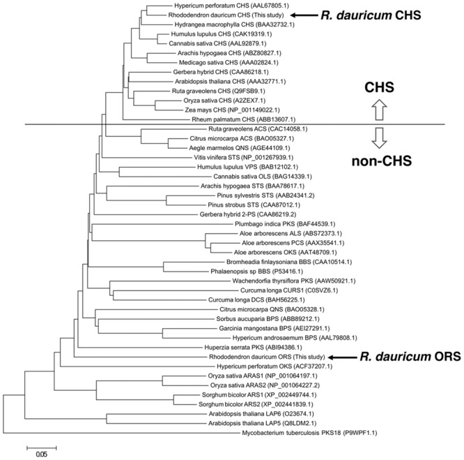 Phylogenetic tree analysis of plant type III PKSs. The bacterial type III PKS Mycobacterium tuberculosis PKS18 was used as an outgroup. The scale represents 0.05 amino acid substitutions per site. Abbreviations used are: ACS, acridone synthase; ALS, aloesone synthase; ARAS, alkylresorcylic acid synthase; ARS, alkylresorcinol synthase; BBS, bibenzyl synthase; BPS, benzophenone synthase; CHS, chalcone synthase; CURS, curcumin synthase; DCS, diketide-CoA synthase; LAP, Less adhesive pollen; OKS, octaketide synthase; OLS, olivetol synthase; ORS, orcinol synthase; PCS, pentaketide chromone synthase; 2PS, 2-pyrone synthase; QNS, quinolone synthase; STS, stilbene synthase; VPS, valerophenone synthase. The NCBI protein registration numbers are in the parentheses.