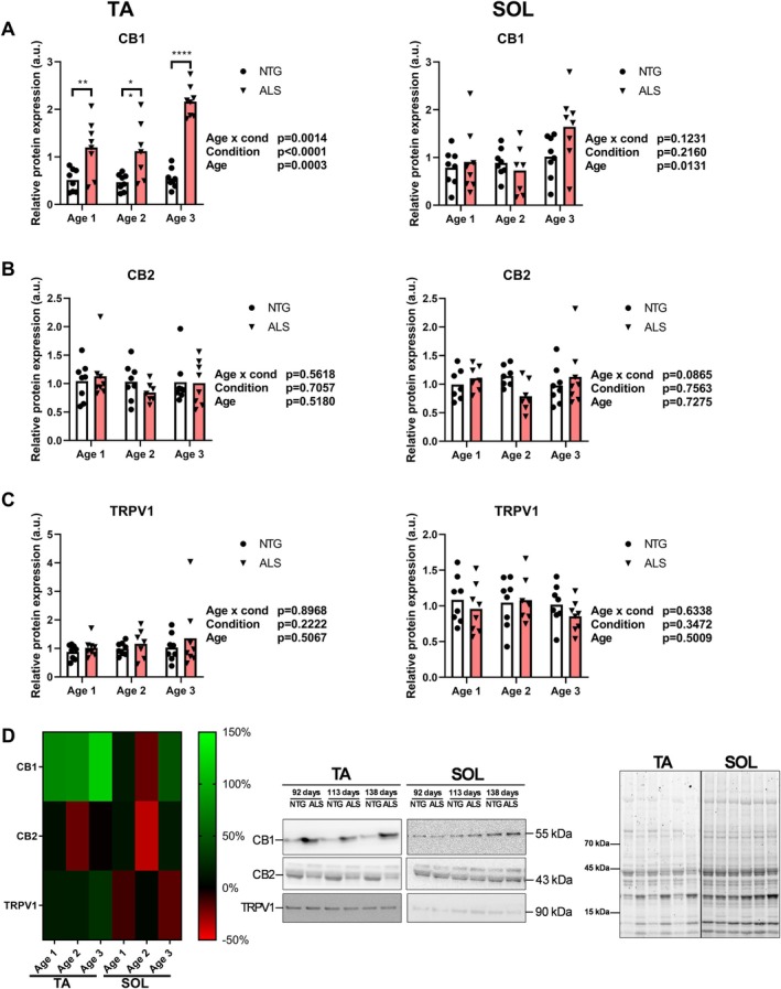 The effect of hSOD1 genotype and age on cannabinoid receptors in the tibialis anterior (TA) and soleus muscle (SOL). Cannabinoid receptors include cannabinoid receptor 1 (CB1; panel A), cannabinoid receptor 2 (CB2; panel B) and transient receptor potential vanilloid‐1 (TRPV1; panel C). The individual (dots and triangles) and average (bar) values of nontransgenic control mice (NTG; dots) and hSOD1‐transgene mice (ALS; triangles) are presented. p values of two‐way analysis of variance, and Bonferroni‐corrected post hoc analyses are presented. The heat map (panel D) shows the %‐difference in muscle cannabinoid receptor expression between the hSOD1‐transgene and nontransgenic control mice, for the TA and SOL and at three ages (age 1: 92 days, age 2: 113 days, age 3: 138 days) (n = 7–8/group).