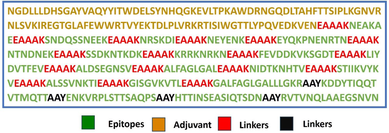 This schematic diagram depicts the arrangement of B-cell and T-cell epitopes within the designed multi-epitope vaccine construct. The sequence incorporates various components linked together, including: Adjuvant, EAAAK (linker), and AAY (linker).