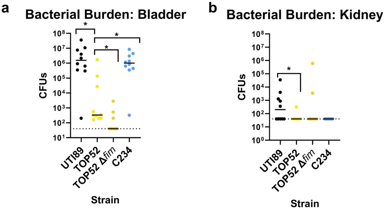 Mouse model of multidrug resistant (MDR) Klebsiella pneumoniae (Kp) urinary tract infection (UTI) at 1 day post infection (dpi).Cystitis reference strains UTI89 (uropathogenic Escherichia coli) and TOP52 (Kp), a TOP52 isogenic fim operon mutant strain, and an emergent MDR CG307 strain - C234 - were assessed in a mouse model of UTI. Bacterial burden was assessed within a) the bladder and b) the kidneys at 1 dpi. Dashed lines indicate the limit of detection. Significance was determined with a Mann-Whitney U test, p = *: <0.05.