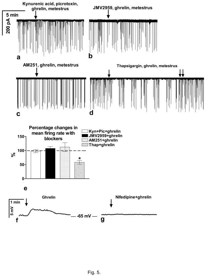 Effect of antagonists on the ghrelin-modulated firing activity and resting potential of GnRH neurons in metestrous mice. a) Block of fast neurotransmission by kynurenic acid (kyn) and picrotoxin (pic) eliminated the action of ghrelin (N=4). b) The GHS-R antagonist JMV2959 also abolished effect of ghrelin (N=11). c) Antagonizing the endocannabinoid CB1 receptor by AM251 abolished effect of ghrelin (N=10). d) Depletion of the intracellular Ca2+-pools by thapsigargin (thap) showed no effect on the ghrelin-induced decrease in the firing activity (N=4). e) Bar graph shows elimination of effect of ghrelin by inhibition of fast neurotransmission, by antagonizing ghrelin receptor or by block of CB1 but not by depleting the intracellular Ca2+-sources. f) Current clamp measurement showed slight depolarization upon ghrelin administration. g) Depolarizing effect of ghrelin was eliminated by nifedipine. *=p<0.05.