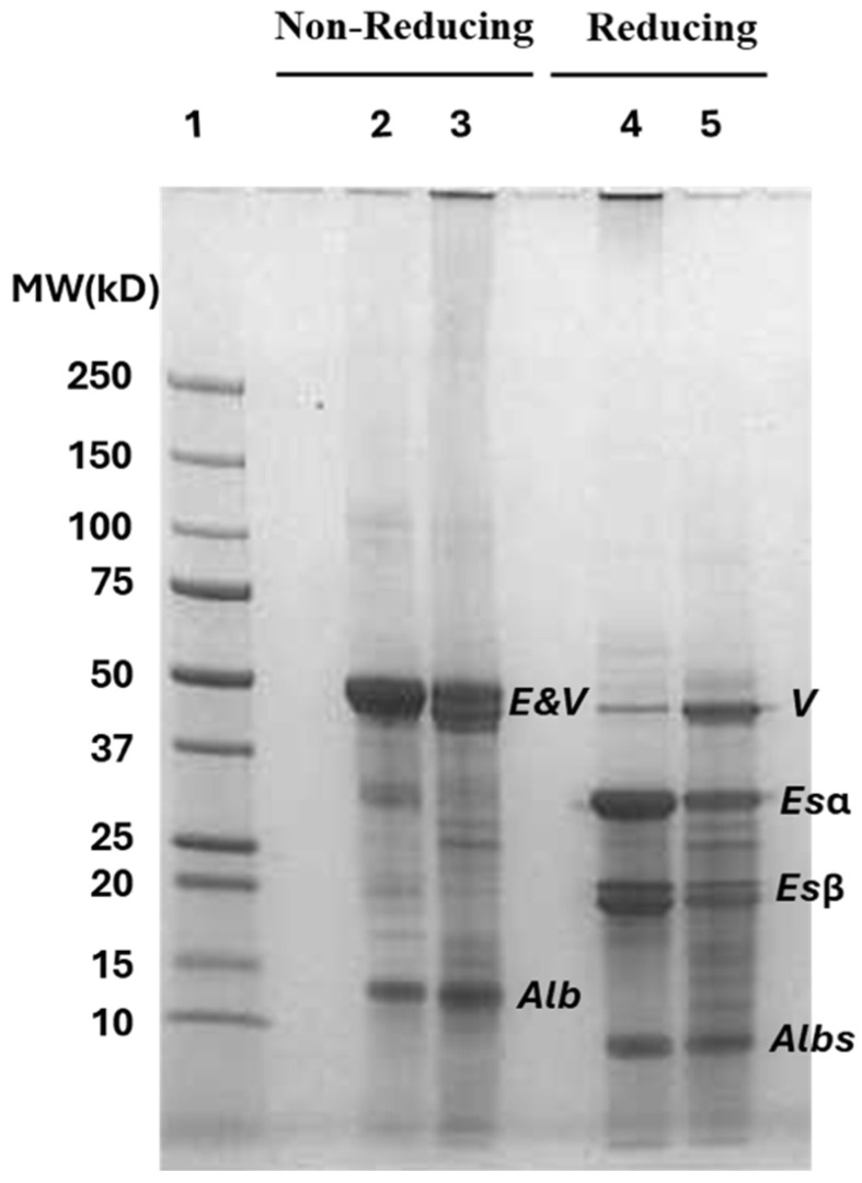 SDS-PAGE gel protein profile visualization of NADES-extracted and reference pH-extracted hemp protein isolates (N-HPI and R-HPI) under non-reducing and reducing conditions. Lane 1: Molecular weight (MW) marker; Lane 2, 3: non-reduced N-HPI and R-HPI; Lane 4, 5: reduced N-HPI and R-HPI. E: 11S edestin monomer; V: 7S vicilin-like protein monomer; Alb: 2S albumin; Esα: acidic subunit cleaved from edestin monomer; Esβ: basic subunit cleaved from edestin monomer; Albs: albumin subunits.