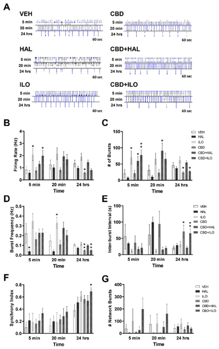 Temporal effect of cannabidiol (CBD) and/or antipsychotic exposure on neuronal activity in cultures derived from male SAL rats. (A) Representative raster plots showing neuronal activity following administration of each drug at 5 min, 20 min, and 24 h. (B) CBD or CBD+iloperidone (ILO) elevated spiking activity at 5 min, with a reduction in spiking by CBD at 24 h. (C) CBD alone or combined with haloperidol (HAL) or ILO increased the number of neuronal bursts at 5 min, an effect maintained in the CBD+HAL group at 20 min. At 24 h, CBD or CBD+ILO groups showed reduced number of bursts. (D) HAL administration reduced burst frequency at 5 min, whereas ILO increased bursting frequency at 20 min. At 24 h, CBD or CBD+ILO administration suppressed bursting frequency. (E) CBD alone, or with ILO, increased the inter-burst interval at 24 h. (F,G) Only CBD+ILO increased the synchrony index in male SAL neurons with no drug effects on the number of network bursts. Data are expressed as means ± SEM. N = 3 biological replicates. * p < 0.05, ** p < 0.01 compared to VEH-exposed neurons, planned comparison Student’s t-test.