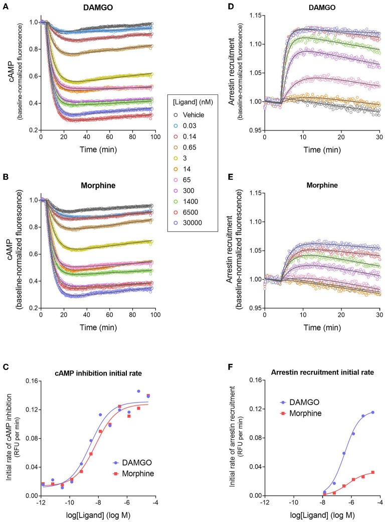 Signaling kinetics and signal generation rate of the μ opioid receptor for inhibition of cAMP production and stimulation of arrestin recruitment. The signals were measured repeatedly over time using fluorescent biosensors in HEK293 cells. (A,B) Time course of cAMP inhibition by DAMGO (A) and morphine (B). Data were fit to the “Baseline then fall to steady state with drift” equation in GraphPad Prism (gray lines). From the fitted parameter values, the initial rate of cAMP inhibition was calculated using the formula Initial rate = SteadyState × K. In (C), the initial rate is plotted vs. the DAMGO or morphine concentration and the data fit to a sigmoid curve concentration response equation (Motulsky, 2019). From this fit, the initial rate of cAMP inhibition by the agonist-occupied receptor (IRmax) was determined, as the Span value (Top minus Bottom). Note morphine is a full agonist (IRmax of 95 % of DAMGO IRmax). (D,E) Time course of arrestin recruitment to the MOR stimulated by DAMGO (D) and morphine (E). Data were fit to fit to the “Baseline then rise to steady state with drift” equation in GraphPad Prism (gray lines). The initial rate of arrestin recruitment was calculated from the fit parameters using the formula Initial rate = SteadyState × K. (F) Initial rate of arrestin recruitment vs. agonist concentration. The IRmax for the agonists was determined as the Span value of the sigmoid curve fit. Note morphine is a partial agonist (IRmax of 28 % of DAMGO IRmax). Data are from a representative experiment. Data points in (A,B,D,E) are the mean of two technical replicates (note, error bars have been excluded for clarity).
