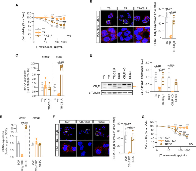 Loss of CB2R leads to trastuzumab resistance.A Viability of BT474-derived cell lines in response to trastuzumab. TS: trastuzumab-sensitive; TR: trastuzumab-resistant; TR-CB2R: TR with overexpression of CB2R. B Representative PLA images of HER2-CB2R (left) and quantification of PLA signal (right, n = 3). Red: PLA signal; blue: nuclear staining (DAPI). Scale bar, 50 μm. C, E mRNA expression of HER2 (ERBB2) and CB2R (CNR2) in the indicated cell lines, as determined by qPCR. SCR: Scramble (TS cells); CB2R KO: TS cells with genetic deletion of CB2R; RESC: CB2R KO cells reinfected with CB2R. D CB2R expression, as determined by Western blot. The densitometric analysis is shown next to representative luminograms. F Representative HER2-CB2R PLA images (left) and quantification (right). Scale bar, 50 μm. G Cell viability in response to trastuzumab treatment for 5 days. All data, except for those in panels (C) and (E) (CNR2), were normally distributed and analyzed using two-tailed ANOVAs [two-way in panels (A) and (G); one-way in panels (B), (D), (E) (ERBB2), and (F)]. Non-normally distributed data were analyzed using the Kruskal-Wallis test. * p < 0.05, ** p < 0.01, *** p < 0.01 vs. TS (A) or SCR (G); # p < 0.05, ### p < 0.001 vs. TR (A) or CB2R KO (G).