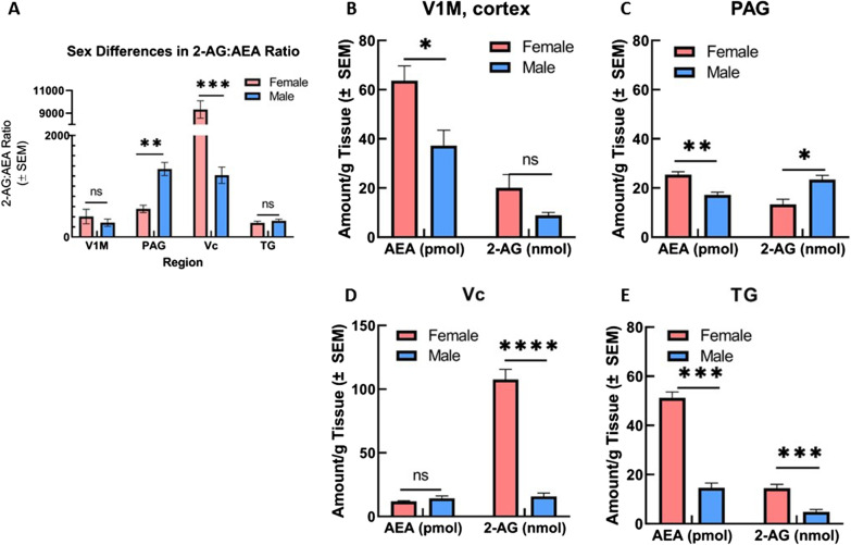 Regional and sex-differences in the level of two main endocannabinoids, 2AG and AEA. Regional and sex-differences of 2-AG and AEA levels were observed in CNS areas (cortex, PAG, Vc, and TG) harvested from naïve female and male SD rats. A Comparison of ratio of 2-AG:AEA between sexes and across CNS regions. Within PAG, ratio of 2-AG:AEA was significantly increased in males as compared to females (**p = 0.0049). Female ratio of 2-AG:AEA within Vc was significantly greater than the ratio observed in males (***p < 0.0001). No significant differences observed within V1M cortex or TG. B Comparison of AEA and 2-AG levels between sexes within V1M cortex. Female AEA concentration observed as significantly greater than male AEA concentration (*p = 0.035). No significant sex difference observed for 2-AG concentration. C Comparison of AEA and 2-AG levels between sexes within periaqueductal grey (PAG). Female AEA concentration within PAG was significantly greater than male AEA concentration (**p = 0.0035), Female 2-AG concentration observed to be significantly decreased as compared to male 2-AG concentration within PAG (*p = 0.015). D Comparison of AEA and 2-AG levels between sexes within Vc. Female 2-AG concentration was detected at significantly higher levels than male 2-AG concentration (****p = 0.0008). No significant differences observed for AEA concentration between sexes. E Comparison of AEA and 2-AG levels between sexes within trigeminal nerve (TG). Female AEA concentration was significantly greater than male AEA concentration (***p = 0.0056), Female 2-AG concentration also observed as significantly greater than male 2-AG concentration (***p = 0.004). AEA concentrations reported as picomole/gram tissue, 2-AG concentrations reported as nanomole/gram tissue. n = 5 for all male regions, n = 20 females (5/estrous stage) for all female regions