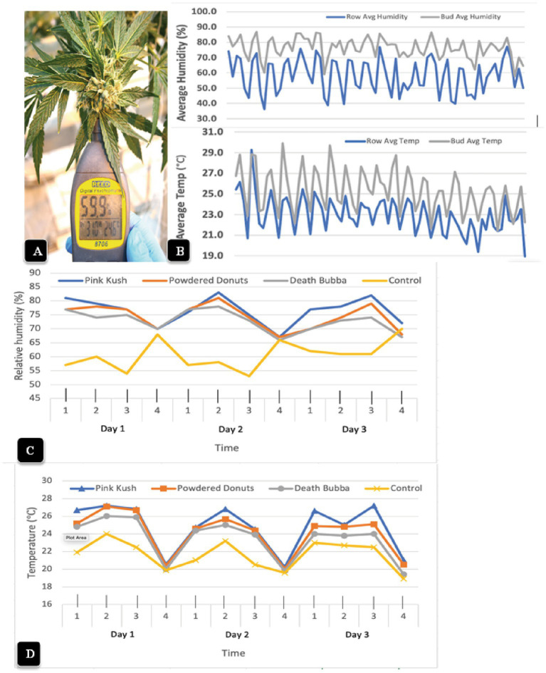Measurement of microclimatic conditions within cannabis inflorescences (A) The hand-held Reed 8,706 psychrometer that was used to obtain measurements of temperature and relative humidity. The probe was inserted into the center of the inflorescence and held in place for 10 s. (B) Average relative humidity readings (top) and temperature readings (bottom) were taken over a 2-week period, four times a day, in the inflorescence (gray lines) compared to the ambient environment (blue lines) in the greenhouse. The measurements made from the inflorescence tissues (bud) of genotype “Pink Kush” were consistently higher at all time points compared to the ambient. (C,D) Measurements of relative humidity and temperature made over a 3-day period, four times a day, in inflorescences of four cannabis genotypes. The measurements made from the inflorescence tissues were consistently higher at all time points compared to the ambient control (yellow line). Note the daily fluctuations between day and night.