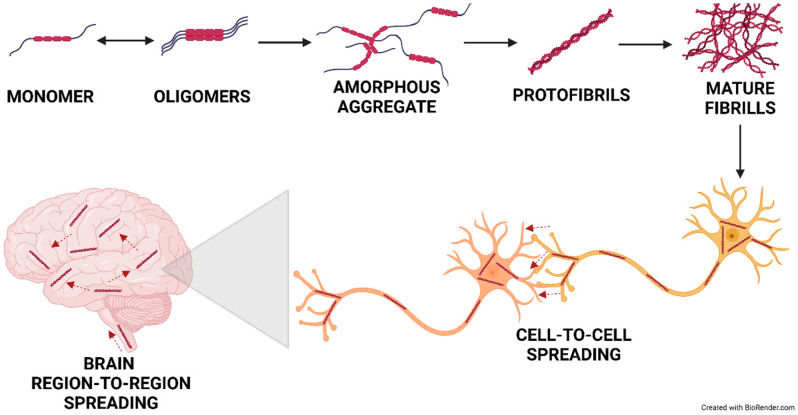 Mechanism of protein translocation in neurodegeneration. The spreading of protein misfolding operates at different levels during neurodegeneration, including molecule-to-molecule, cell-to-cell, and region-to-neighbor in a brain region and between interconnected brain regions. Created in BioRender. Pan, I. (2024) https://BioRender.com/a72r749 (accessed on 13 November 2024).