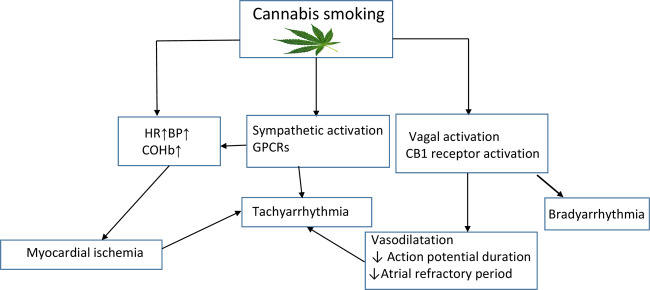 Possible mechanisms of cannabis-related cardiac arrhythmia. Shown is a diagram of possible mechanisms of arrhythmias in cannabis users. BP, blood pressure; CB1, cannabinoid receptor type 1; COHb, carboxyhaemoglobin; GPCRs, G protein-coupled receptors; HR, heart rate.