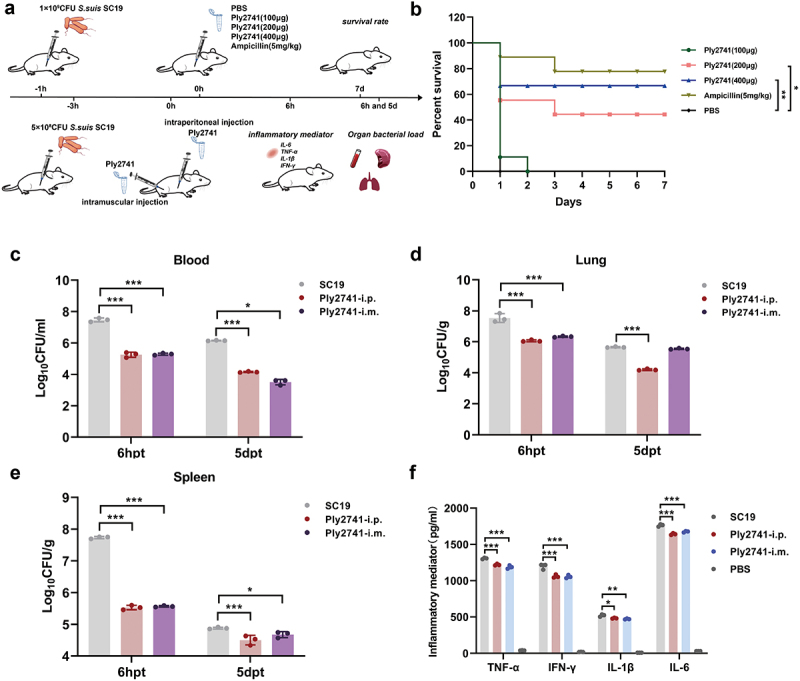 Significant therapeutic efficacy of Ply2741 in a mouse model of S. suis SC19 infection in vivo. (a) Schematic diagram of the experimental procedure. (b) Survival rate of SPF BALB/c mice infected with 1 × 109CFU of SC19 and treated with different dose of Ply2741 at 1 h post-infection, ampicillin and PBS served as the positive and negative control, respectively. The survival rate was observed for 7 d. (c, d, e) Bacterial load in blood (c), lungs (d), and spleens (e) of mice treated with 200 μg of Ply2741 via different administration routes after 3 hours of low-dose SC19 (5 × 108CFU) infection. (f) Levels of inflammatory mediators tnf-α, IL-1β, IL-6, and ifn-γ in mouse serum after intraperitoneal and intramuscular treatment of Ply2741. Data were expressed as mean ± SD. Statistical analysis was performed using log-rank (Mantel-Cox) test and two-way ANOVA followed by Tukey’s multiple comparison test, with different asterisks representing levels of significance. *, p < 0.05, **, p < 0.01, and ***, p < 0.001.