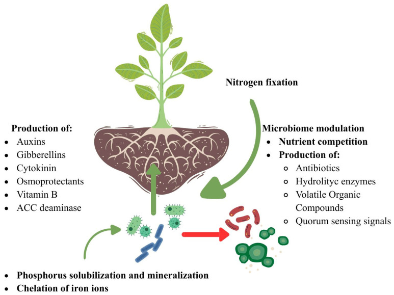 The interactions between plant and rhizosphere microbiota.