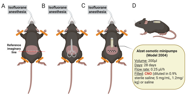 Schematic representation of the osmotic minipump implantation process.(A) Anesthetize the mouse with isoflurane and shave its lower back. Clean the shaved area with ethanol. Make a horizontal cut (1.5 cm), taking as a reference the beginning of the hind legs. (B) Separate the skin from the back muscle, introducing blunt-tipped scissors through the cut. (C) Introduce the osmotic minipump previously filled with CNO or saline subcutaneously in the middle of the back. The pump cap is oriented toward the animal’s head. Close the cut with surgical clips and apply iodine to the area. (D) Side view showing the animal awake with the subcutaneously implanted minipump [15].