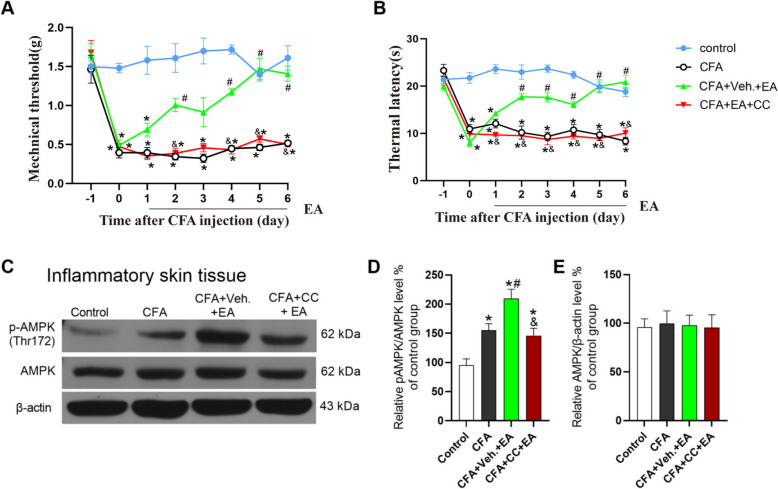 AMPK inhibitor Compound C reversed the analgesic effect of EA and the EA-mediated AMPK activation in inflamed skin tissue. A Mechanical pain threshold. B thermal pain latency. The data was shown as mean ± SEM (n = 8). Two-way ANOVA was used to analyze the data. *P < 0.05 compared with Control group; #P < 0.05 compared with CFA group; &P < 0.05 compared with CFA + EA group. C The gel representation of p-AMPK and AMPK in WB. D A statistical histogram of the percentage of p-AMPK in total AMPK. E A statistical histogram of the percentage of total AMPK in β-actin. The data is shown as mean ± SEM (n = 4). One-way ANOVA was used to analyze the data. *P < 0.05 compared with Control group; #P < 0.05 compared with CFA group; &P < 0.05 compared with CFA + Veh. + EA group